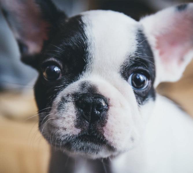 為什么狗狗乘車時總喜歡把腦袋伸出窗外？帶狗坐車應該注意什么