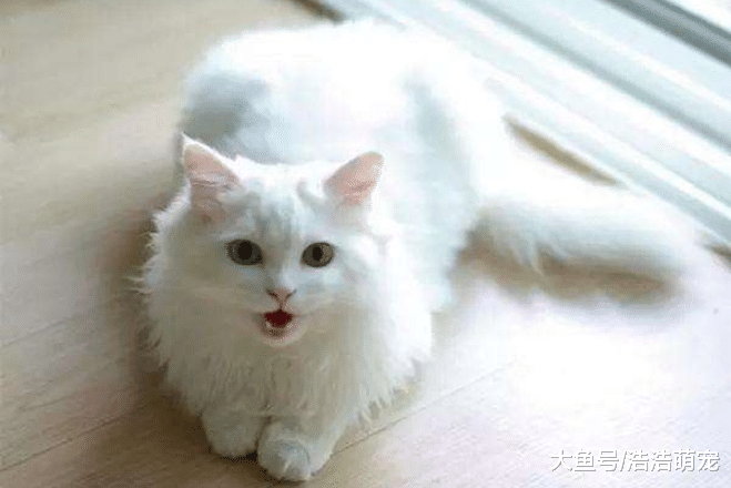 对猫毛过敏的话，就不要养这5种猫！它们太爱掉毛了