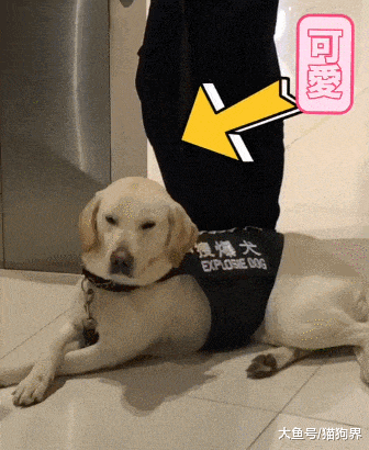 搜爆犬拉拉上班打盹, 会不会被扣狗粮? 狗: 累瘫, 年底加班加点的