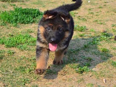 你是否具备饲养德国牧羊犬的资格