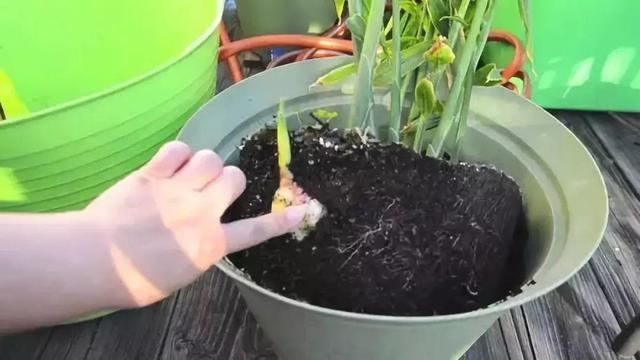 切块生姜放水里，7天发芽，半年结出一桶姜！