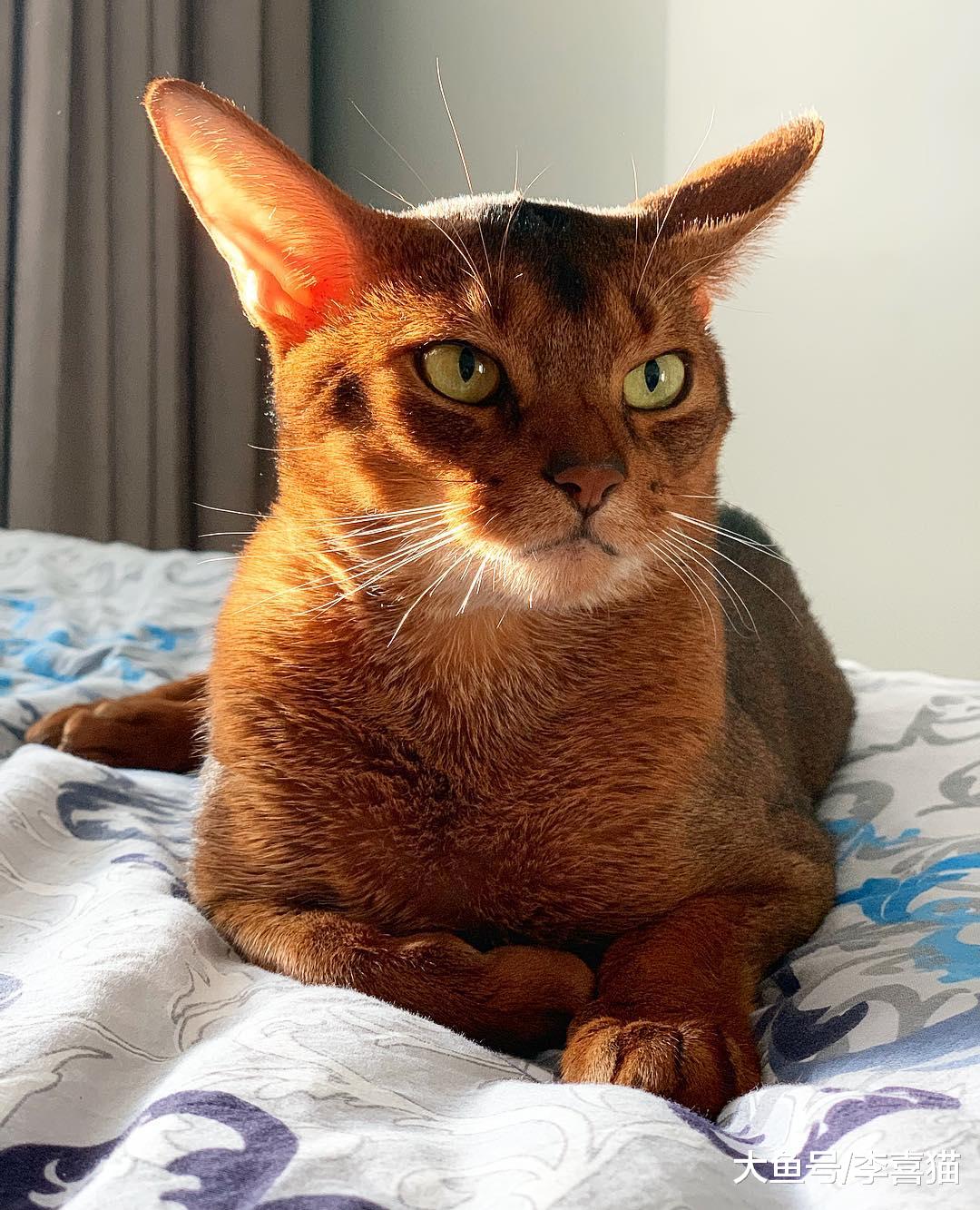 猫咪中也有行走的表情包，阿比西尼亚猫在这方面就不逊色于哈士奇