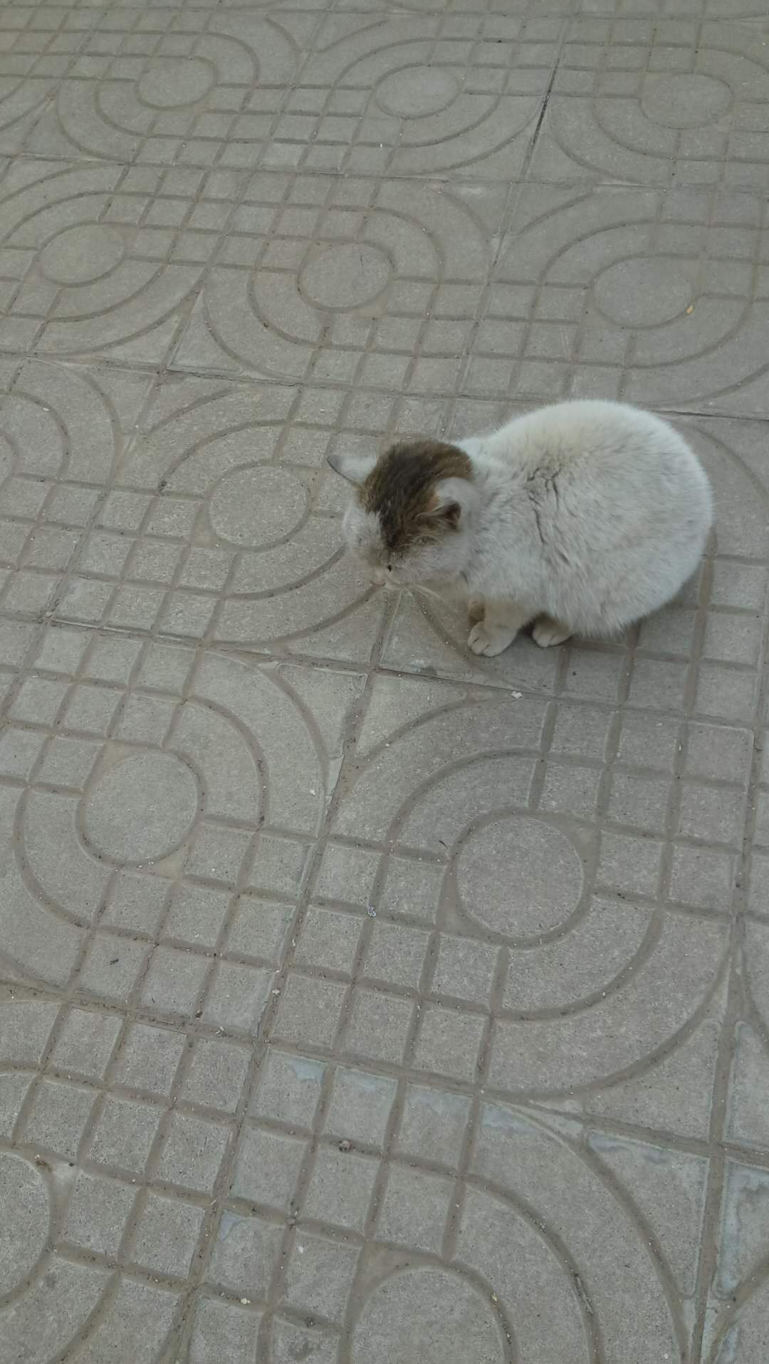 家中养一只小猫, 总能带给你乐趣, 讨厌它是不存在的