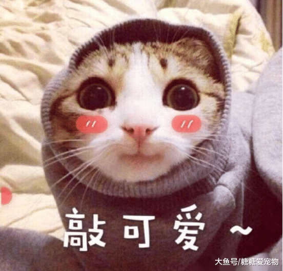 女子半夜醒来，发现桌子上有团“黑影”，打开灯一看，女子：想吐