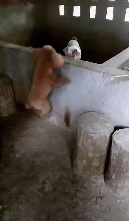 豬圈里傳來狗叫聲，男子看到眼前的畫面后笑翻，泰迪：我要進去玩