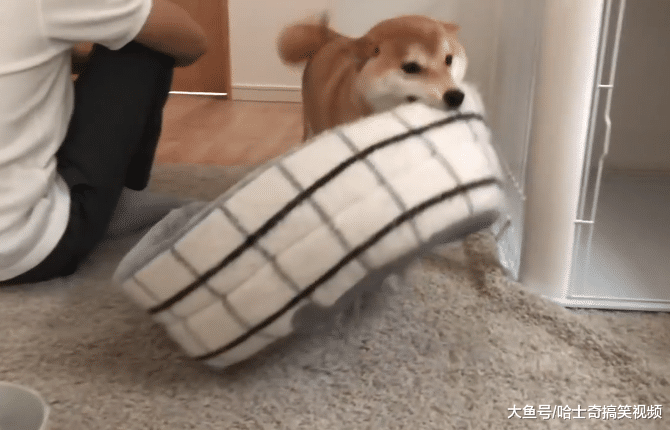 女主人带男票回家，柴犬非要让他睡自己窝，狗：睡这儿暖和