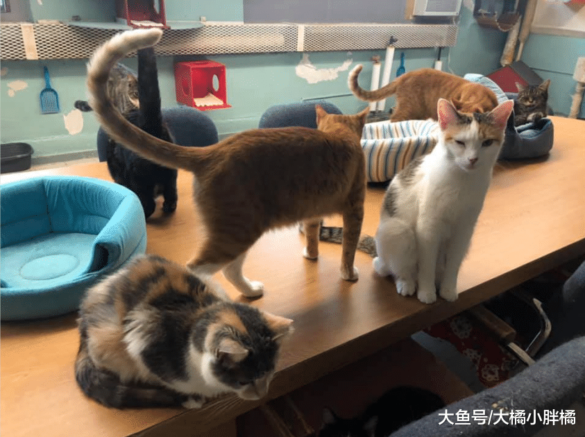 猫咪的“治愈”力真强大，就连囚犯也挡不住，为了猫咪而努力改造