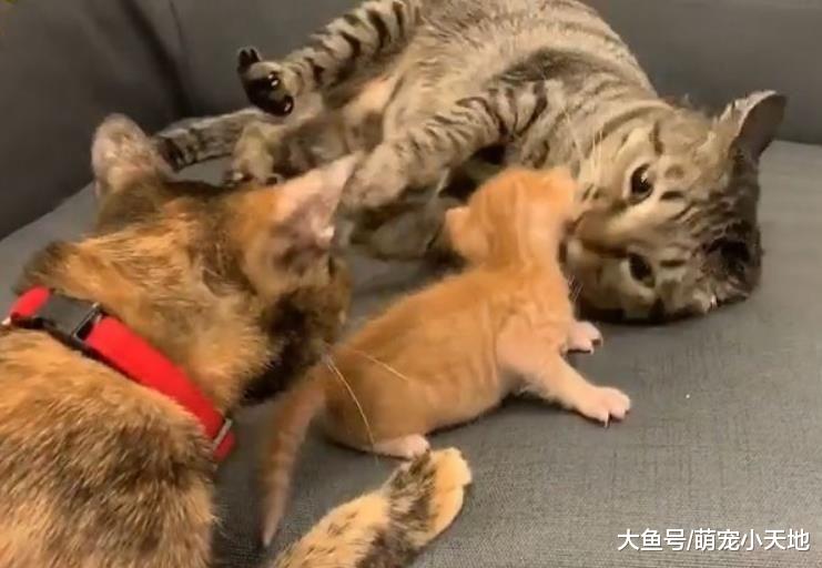 猫爸把儿子当玩具又咬又打，老婆一来吓到缩手远观