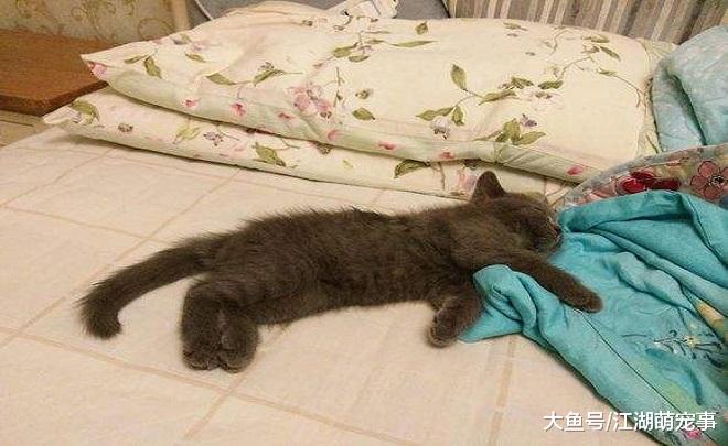 猫咪为什么喜欢在床上睡觉，其实有5个原因