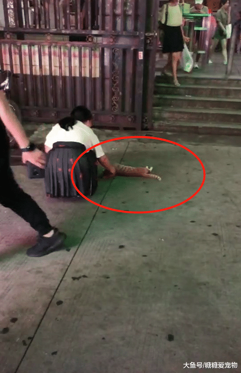 地铁口一只橘猫耍无赖，撒泼打滚装可怜，路人想要收养却被嫌弃