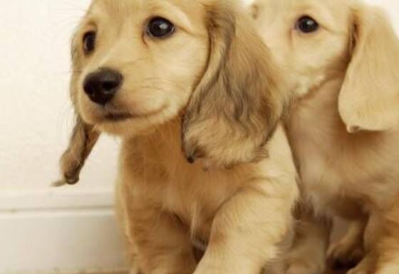 铲屎官下班回家没看到狗子, 走到院子里看到这一幕, 笑哭主人