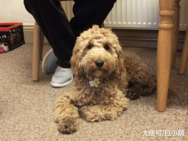 为什么那么多老人养狗？能预防老年痴呆，狗狗还会让老人家更开心
