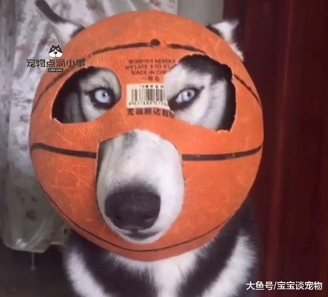 哈士奇咬坏篮球，于是主人用篮球给它做了个“头盔”，笑喷了！