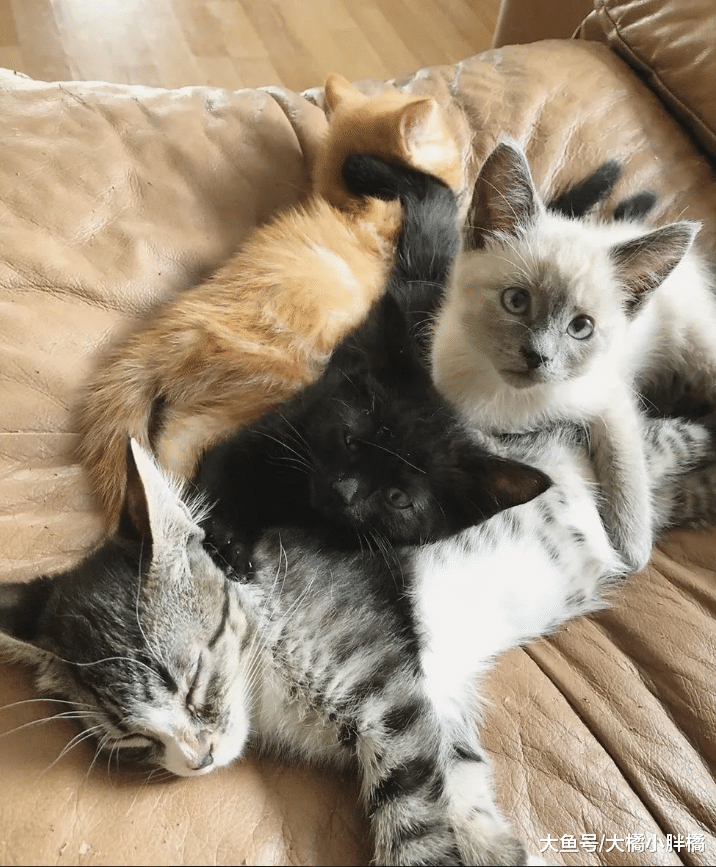 橘猫失去家人很悲伤，新来小猫却用这种方式安慰它，真是太温馨了