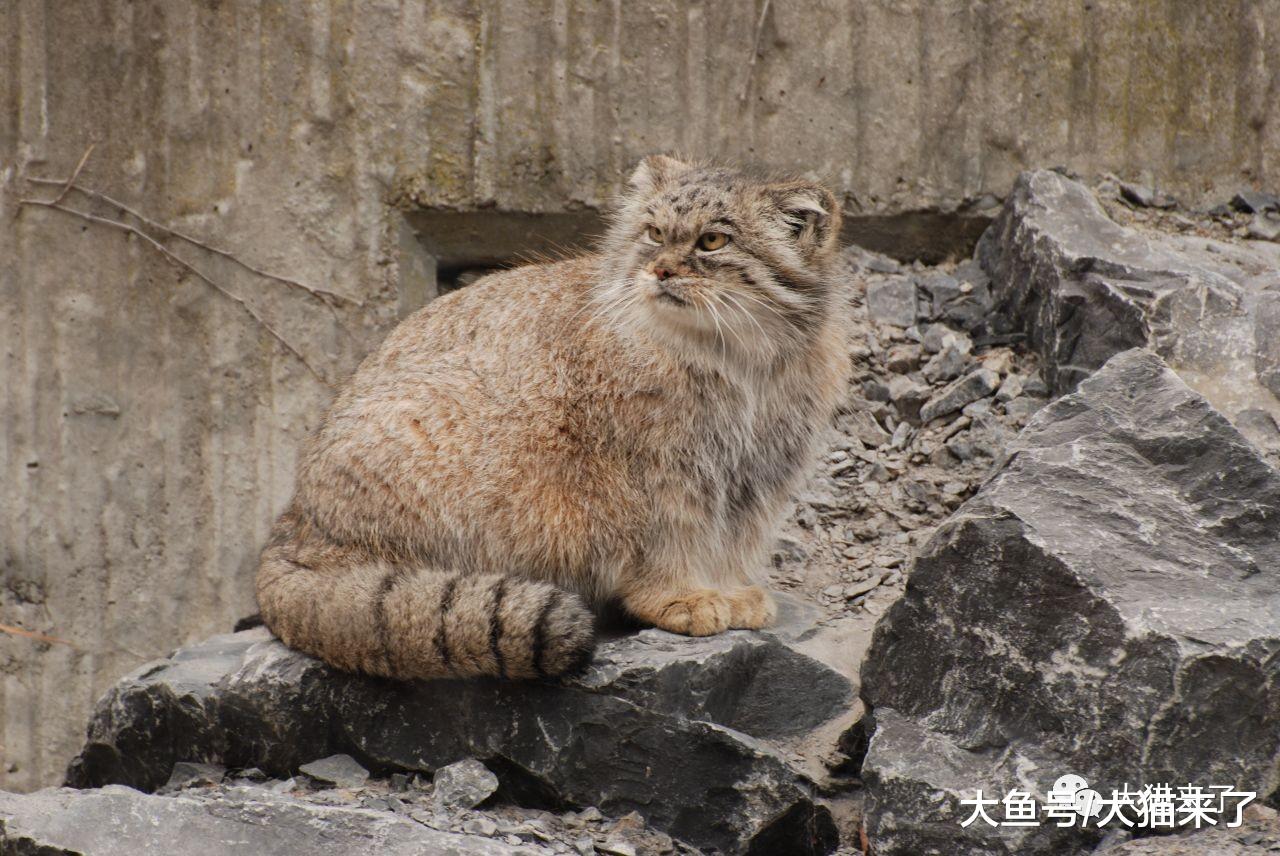 关于猫科动物大明星兔狲的9个有趣问题，你了解多少？