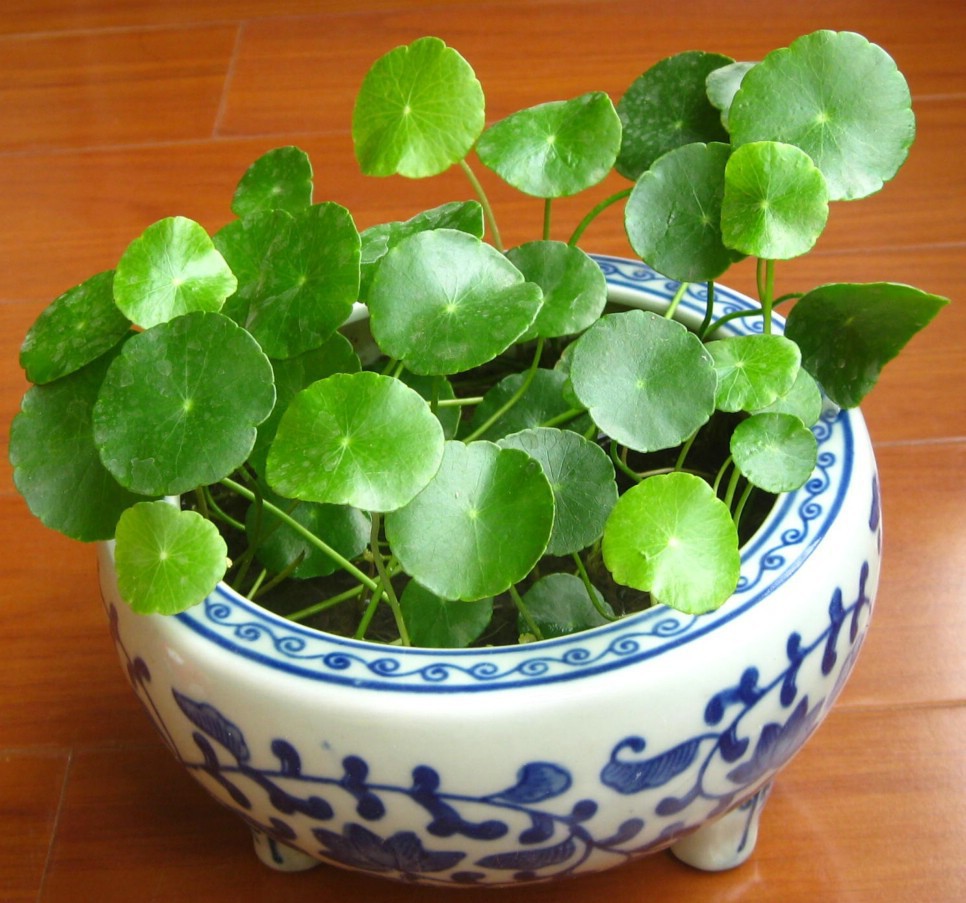 如何养护铜钱草，这样它才能使叶子疯狂生长