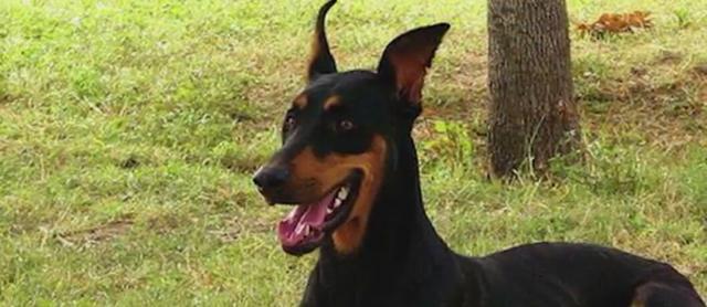 小女孩被凶猛大狗咬住，妈妈走近发现，欠狗狗报答不完的恩情