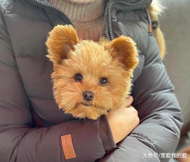 女孩收养了一只串串狗，过了七个月，狗却被人误以为是泰迪熊