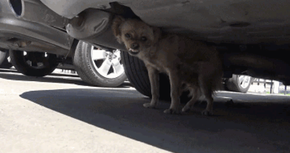 戒备心很强的流浪狗如何去救助？救助人员需要有爱和耐心