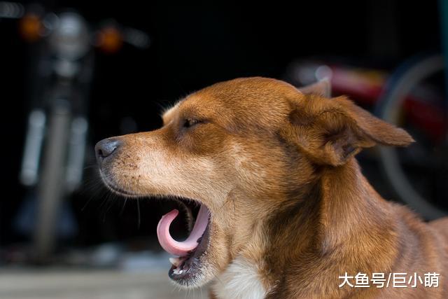 这7种特别的方式，原来都是狗狗在说，“我有压力”