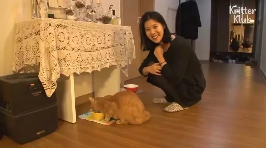 因为爱，这只橘猫爆瘦成一道闪电