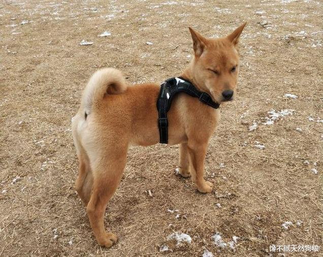 “土狗”很丑？那是你没见过这5种颜值爆表的狗