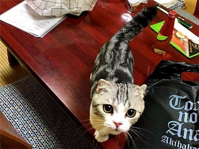 网友休假后租猫陪伴自己，靠猫色释放压力，紧抱萌猫不愿分别！