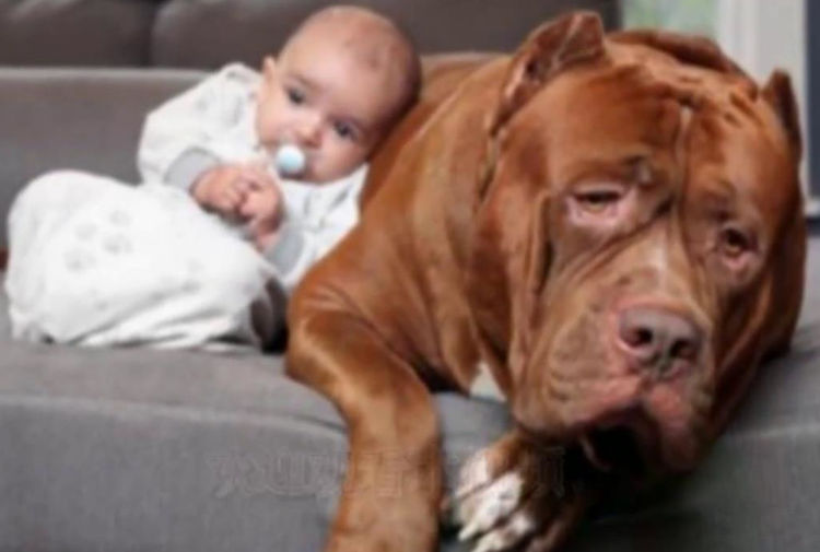 温顺的狗狗竟疯狂撕咬保姆！一直录音笔曝光了保姆真实的一面！