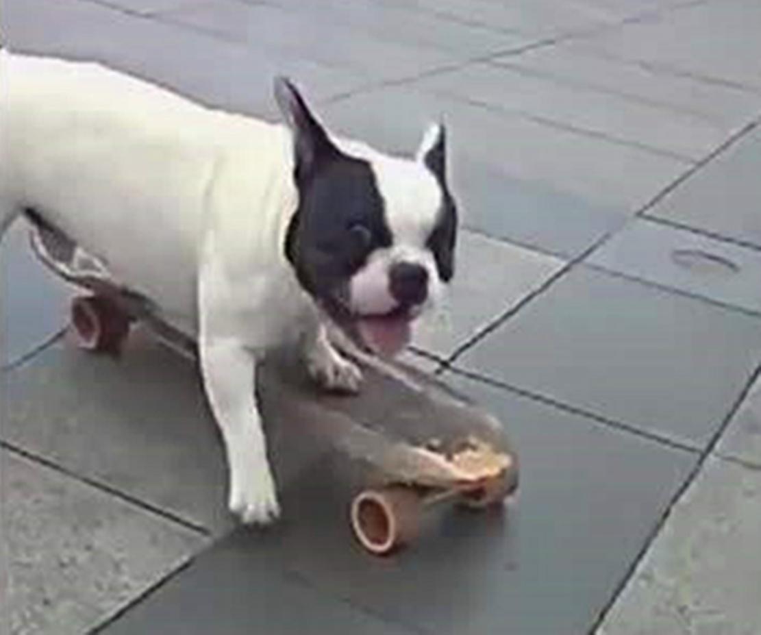 阿拉斯加犬找到冰块, 在地上来回推着玩, 旁边大黑狗一脸羡慕……