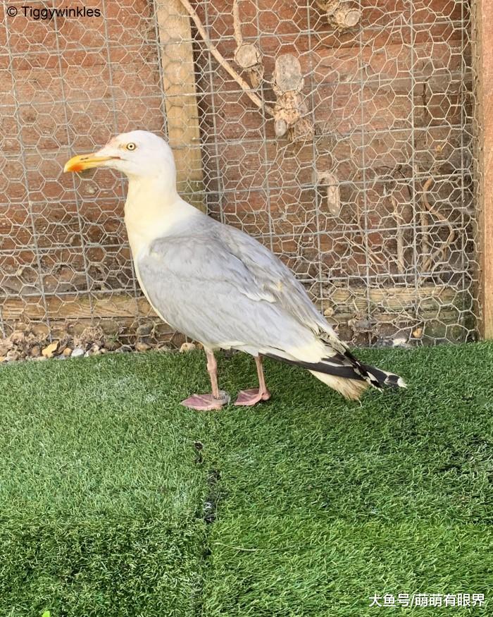 原以为是什么珍稀奇异的猛禽，结果只是一只“咖喱鸡”？