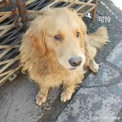 餐馆救下一只金毛，走哪都叼着饭碗：以后再也不怕没饭吃了