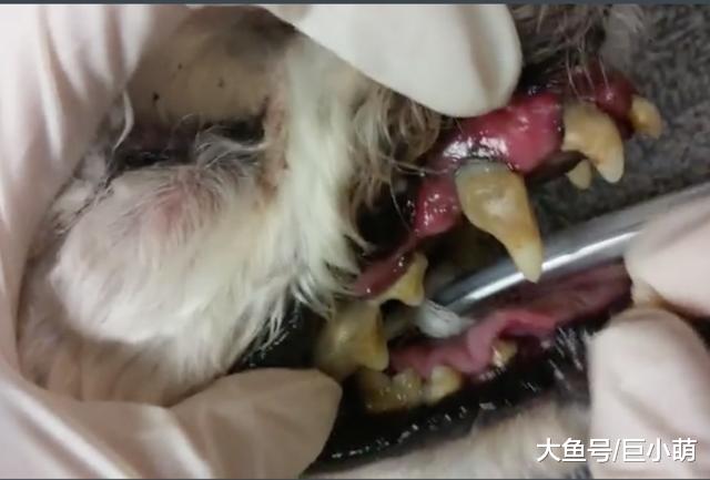狗狗讨厌刷牙，每次刷牙都像打战，主人要从小一步步来
