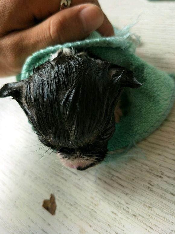 在下水道捡回一只小猫咪，清洗过后表示捡到宝了