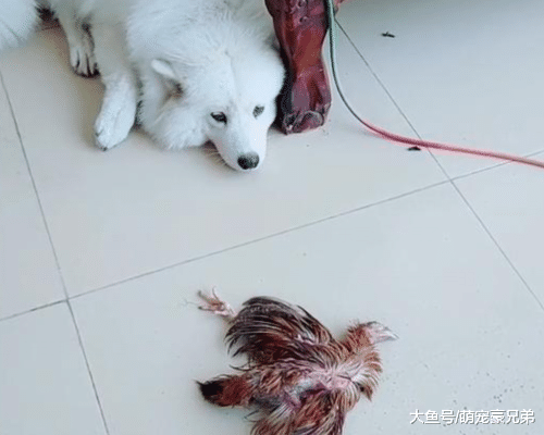 许久不见萨摩耶身影，回来时看到嘴叼一物，瞬间慌了