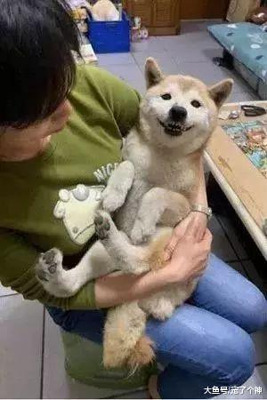 狗狗最终会忘记主人！四招教你如何预防狗狗得老年痴呆