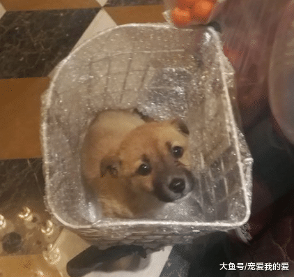 对于社会上越来越多的流浪宠物，大家是怎么看待的呢？小编觉得其实有时候安乐死对于它们来说也是一种解脱！