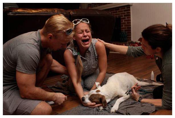 主人抱着要过世的狗狗痛哭，大限面前，这份情感让宠主们心如刀绞