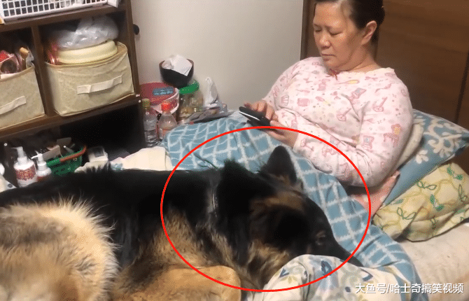 德牧为了可以准时吃饭，想到了个“馊主意”，不喂就不走开