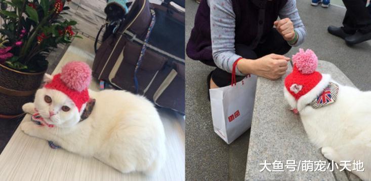 黑猫陪爸买早餐狂甩肥臀，隔壁奶奶笑问：这只是导盲犬吗