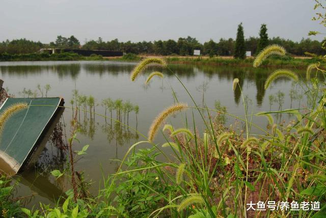 在觀賞魚的飼養過程中，遇到以下意外情況我們要去適當換水！