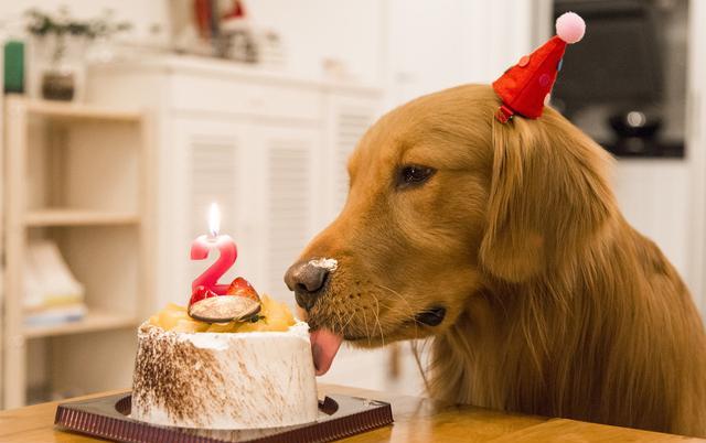 为什么金毛不能当警犬？网友：遇到危险，可能要你保护它