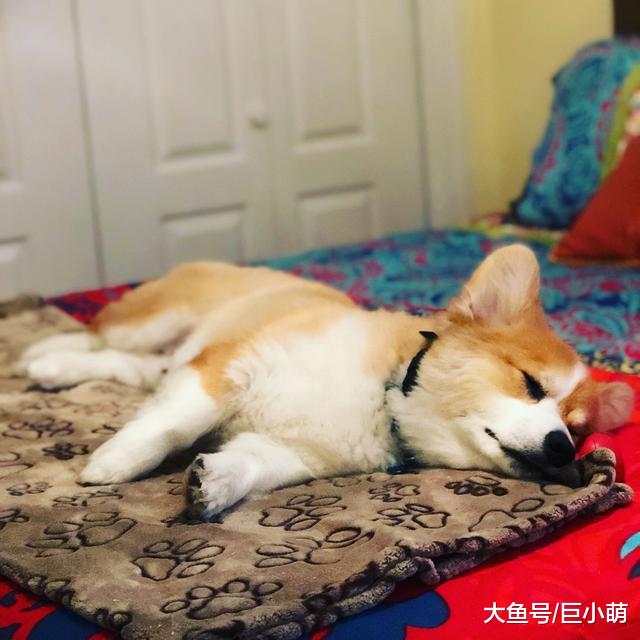 柯基成为长跑充电站，翻出肚子让运动员随便摸，为他们注入正能量