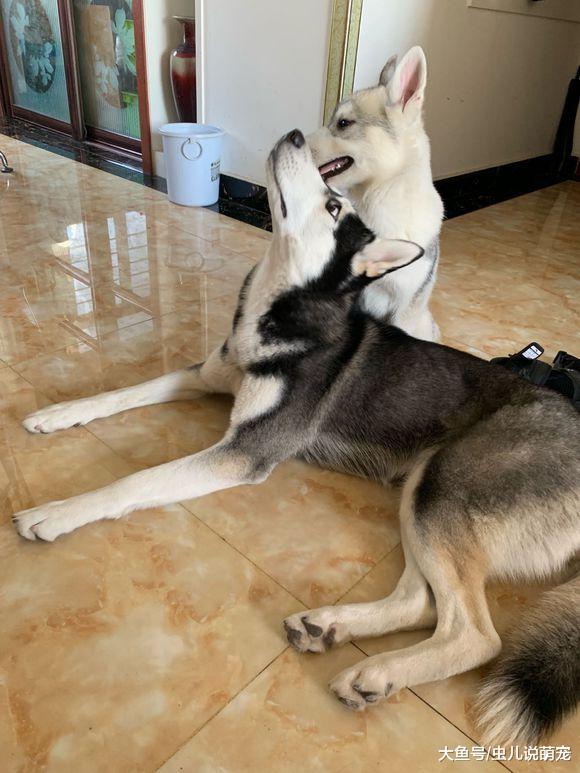 这对二哈“夫妻”霸占主人的床，主人只能在沙发睡觉