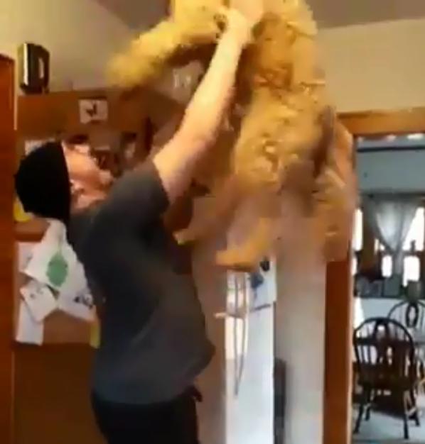 狗狗看到小主人被举高高，吃醋也要玩，主人举起后累到喘气