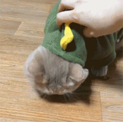 網友給橘貓買了套恐龍裝，結果低頭吃東西的時候就...