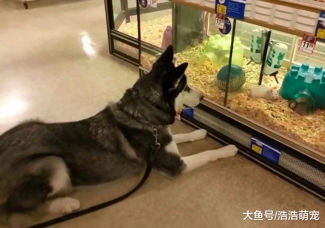 宠主有事把二哈忘在了宠物店，再回去接它时，二哈：别碰我！