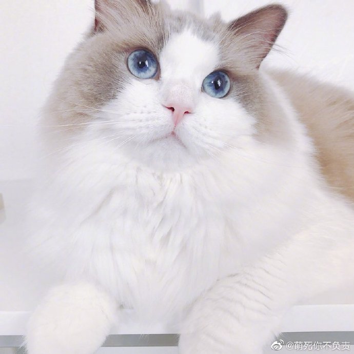 有的猫平时看起来怂怂的，一旦拽起来 ……