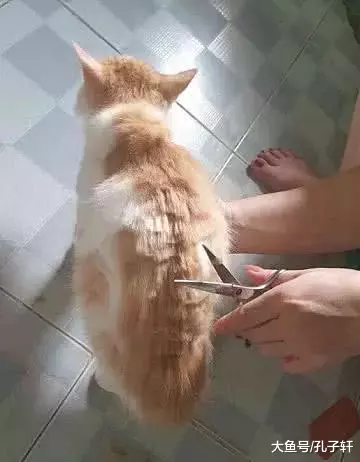 女孩不顾橘猫反对强行理发，10分钟后，橘猫：你是“魔鬼”吗！