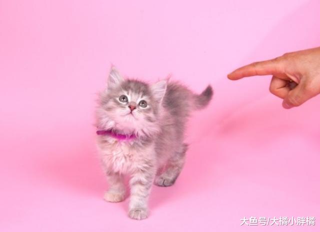 训斥猫咪时得避免犯这6个错误，否则错上加错，到最后两败俱伤！