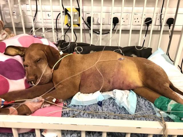 狗狗吃布朗尼蛋糕后死亡，獸醫表示，死因并非是巧克力而是木糖醇